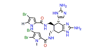 1'N-Methyl-2'-bromoageliferin