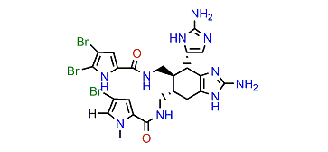 1'N-Methyl-2-bromoageliferin
