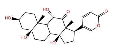 1-oxo-12-Dihydroxy-5beta,11alpha-bufaline
