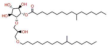 10-Methylhexadecanoylisocrasseride