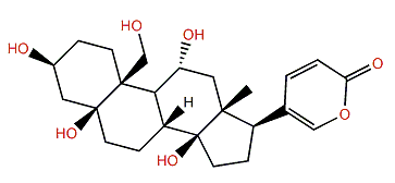 11a,19-Dihydroxytelocinobufagin