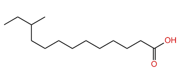 11-Methyltridecanoic acid