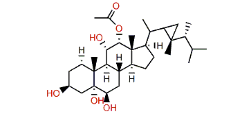 12a-Acetoxy-gorgostane-3b,5a,6b,11a-tetraol