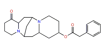 13-Phenylacetyloxylupanine