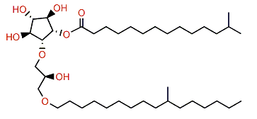 13-Methyltetradecanoylisocrasseride