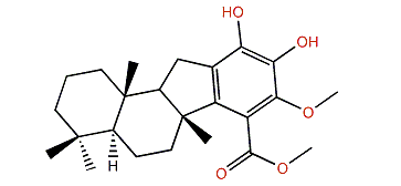 19-O-Methylpelorol