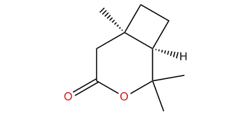 (1R,6R)-2,2,6-Trimethyl-3-oxabicyclo[4.2.0]octan-4-one