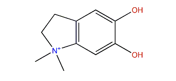 1,1-Dimethyl-5,6-dihydroxyindolinium