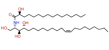 (2'R)-Hydroxy-N-palmitoyl-D-erythro-(2S,3S,4R)-docosasphinga-(Z13)-monoenine