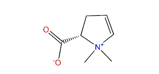 2,3-Dehydro-b-stachydrine