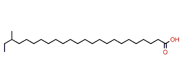 22-Methyltetracosanoic acid
