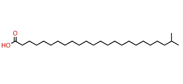 23-Methyltetracosanoic acid