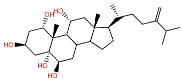 24-Methylenecholestane-1a,3b,5a,6b,11a-pentol