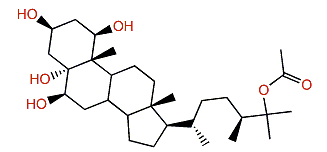 (24S)-Ergostane-1b,3b,5a,6b,25-pentaol-25-monoacetate