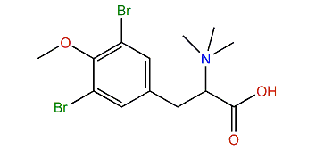 3,5-Dibromotetramethyltyrosine