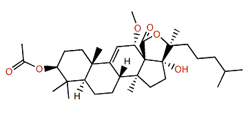 3b-Acetoxy-12b-methoxy-7,8-dihydroholothurinogenin
