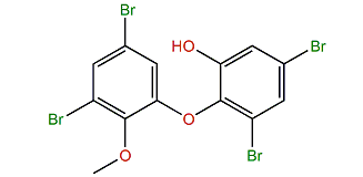 4,6-Dibromo-2-(4,6-dibromo-2-hydroxyphenoxy)-anisole