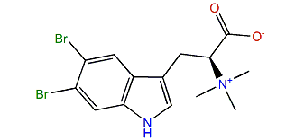 5,6-Dibromo-L-hypaphorine