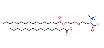 4-O-(1,2-Diacylglyceryl)-N,N,N-trimethylhomoserine