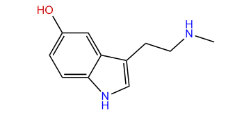 N-Methyl-5-hydroxytryptamine