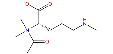 N2-Acetyl-N5-trimethylornithine