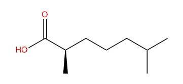 (R)-2,6-Dimethylheptanoic acid