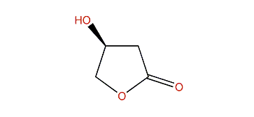 (S)-Dihydro-4-hydroxy-2(3H)-furanone