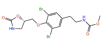 Acanthodendrilline