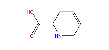 1,2,3,6-Tetrahydro-2-pyridinecarboxylic acid
