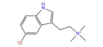 3-(2-(Trimethylammonio)ethyl)-1H-indol-5-olate