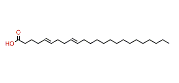 5,9-Tetracosadienoic acid