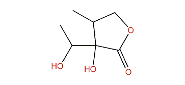 Dihydro-3-hydroxy-3-(1-hydroxyethyl)-4-methylfuran-2(3H)-one