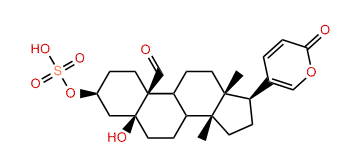 Hellebrigenin-3-O-sulfite