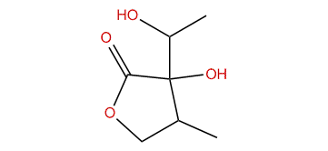 2-Hydroxy-2-(1-hydroxyethyl)-3-methyl-gamma-butyrolactone