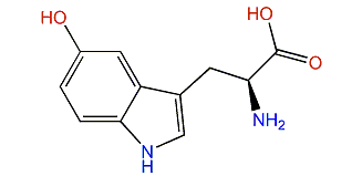 (S)-2-Amino-3-(5-hydroxy-1H-indol-3-yl)-propanoic acid