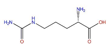 (S)-2-Amino-5-ureidopentanoic acid