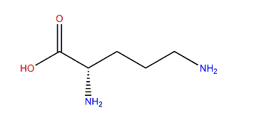 (S)-2,5-Diaminopentanoic acid
