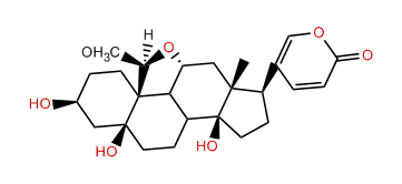 11,19-Epoxy-19-methoxytelocinobufagin