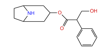 norhyoscyamine