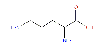 2,5-Diaminopentanoic acid