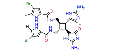 Oxysceptrine
