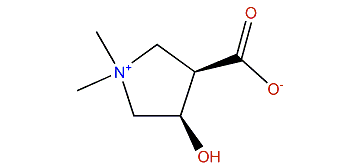 (2S,4R)-4-Hydroxy-b-prolinebetaine